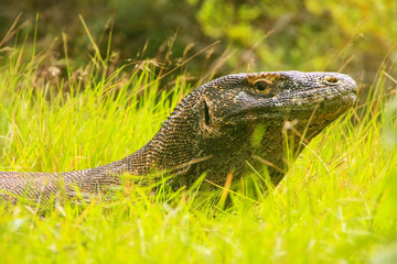 Portrait of Komodo dragon lying in grass on Rinca Island in Komo