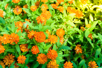 Vivid close up Zinnia flower