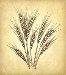 Vector illustration of wheat