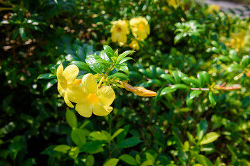 Obraz na płótnie Canvas Allamanda yellow flower in garden