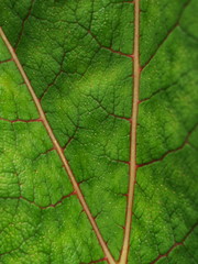 Red leaf veins texture