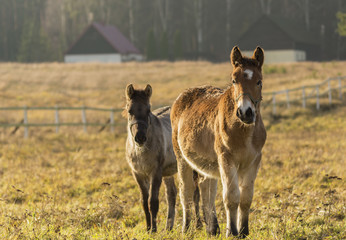 Young Horses on meadow