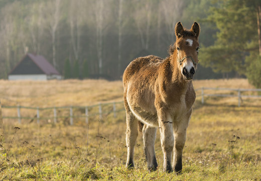 Young Horse on meadow