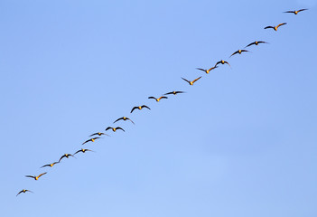 Flock of geese in the sky, Colorado