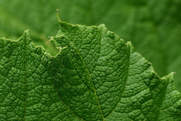 Gunnera tinctoria Mammutblatt