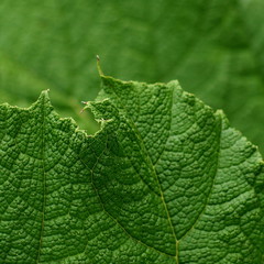 Gunnera tinctoria Mammutblatt