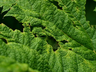 Gunnera tinctoria Mammutblatt
