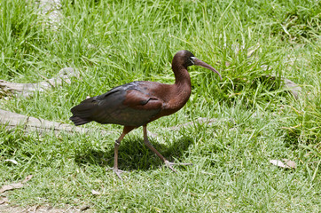 glossy ibis
