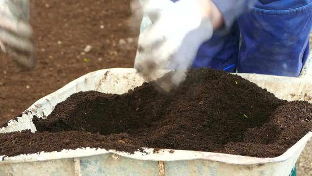 Manual spreading peat for planting peppers in a greenhouse.