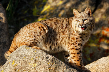 Bobcat sitting on a rock