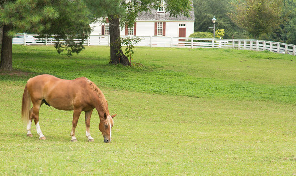 Horse Grazing In Pasture Near Colonial Home