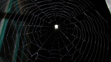 spider sits on the web