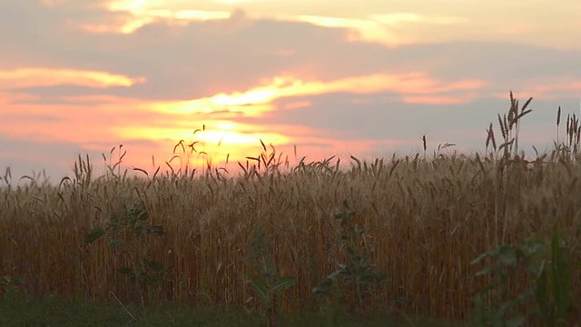 yellow field of wheat, ear of wheat of ripe wheat against the backdrop of a beautiful sunset