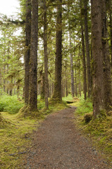 Fototapeta na wymiar Rainforest Trail, Bartlett Cove, Alaska
