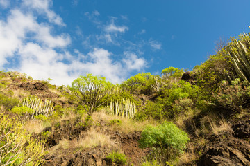 Ever-green plant growing on vulcanic lava field, Tenerife island