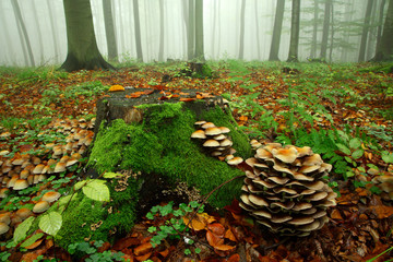 Fototapeta premium Mushrooms on Moss Covered Tree Stump, Forest of Beech Trees in Autumn, Fog and Rain