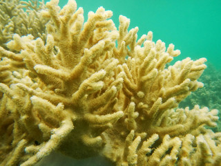 Naklejka na ściany i meble Staghorn coral off the shore of Nananu-i-Ra island, Fiji