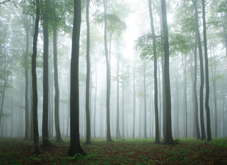 Forest of Beech Trees in Autumn, Fog and Rain