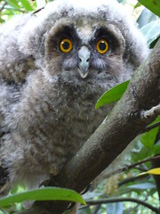 Close up owlet