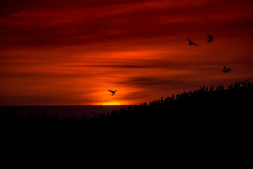 Birds of a feather watch the sunset together