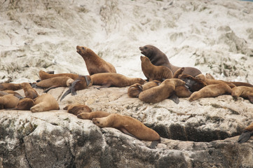 Steller Sea Lions on Rocks, Marble Island, Glacier Bay, Alaska