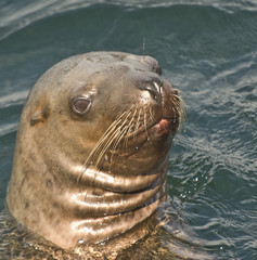 Obraz premium Curious Steller Sea Lion