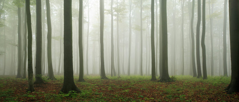 Fototapeta Forest of Beech Trees in Autumn, Fog and Rain