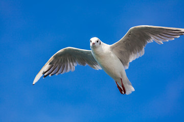 birding of the bodensea (bavaria)