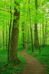 Fototapeta premium Winding Footpath through Green Forest of Deciduous Trees in Spring