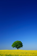 Mighty Oak Tree in Field of Oilseed Rape, Spring Landscape under Blue Sky