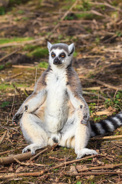 A lemur is sunbathing