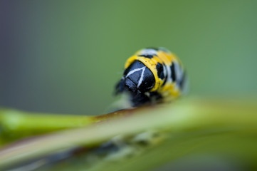 colorful caterpillar