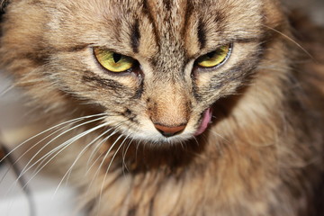 Cat drinking milk from a cup. Muzzle cat largly. Cat lapping milk language. On the table is a bowl with red berries, forest cranberries