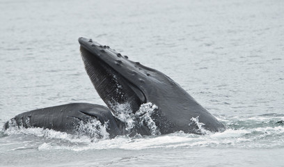 Fototapeta premium Whale with Mouth Open, Alaska