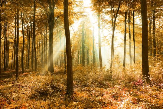 Fototapeta magic forest