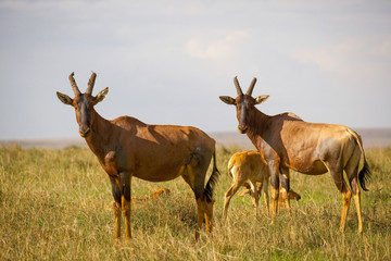 Naklejka na ściany i meble A topi antelope family pauses while grazing to look at viewer