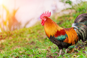 colorful rooster on green nature background