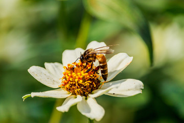 Closeup flower  bee swarm in the gar den