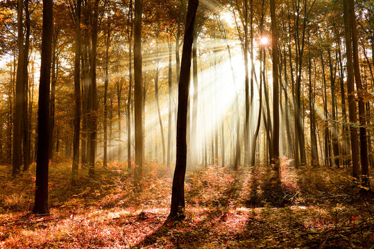 Fototapeta magic forest