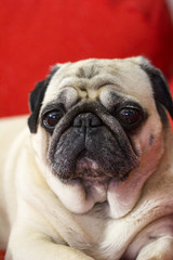 Pug_Face