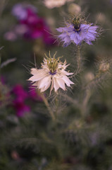 Nigella sativa - nature blue and white flowers