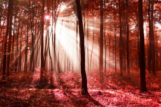 Fototapeta magic forest