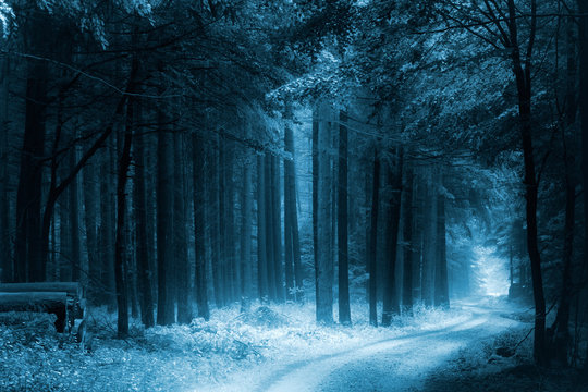 Fototapeta Footpath through Enchanted Forest, Black and White, Toned