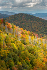 Fototapeta premium Brightly Colored Fall Leaves on a Ridge of the Appalachian Mount