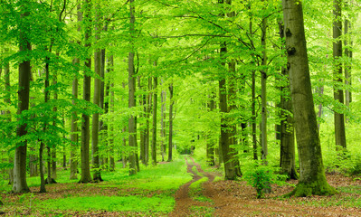 Winding Dirt Road through Natural Forest of Beech Trees in Early Spring, Fresh Green Leaves