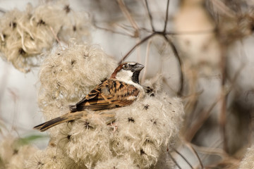 House Sparrow, Sparrow, Passer domesticus