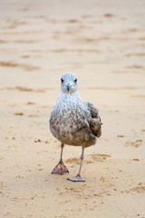 Seagull on the yellow sandy beach close up