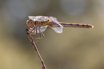 Dragonfly perched on a twig