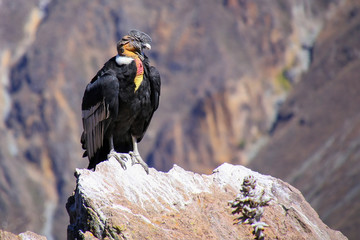 Andean Condor sitting at Mirador Cruz del Condor in Colca Canyon