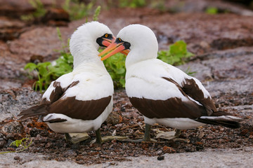 Nazca Boobies (Sula granti) preening each other
